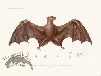 Bats of the World 01